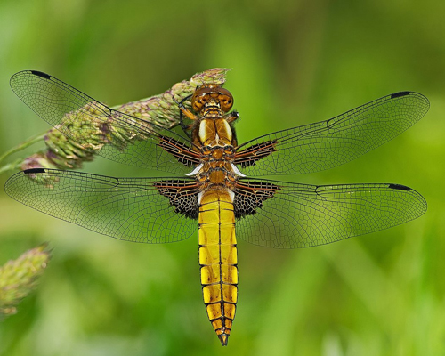 Libellula depressa.